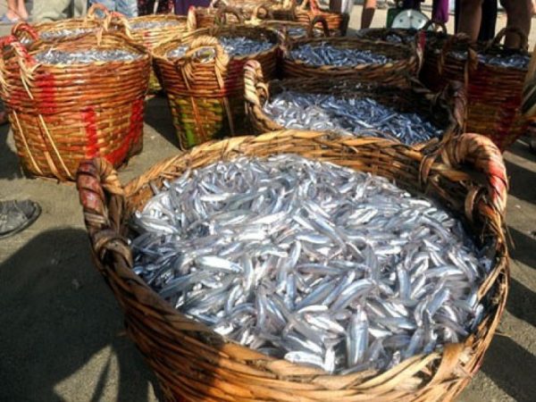 Vựa cá cơm tại Phú Quốc nuoc-mam-phu-quoc