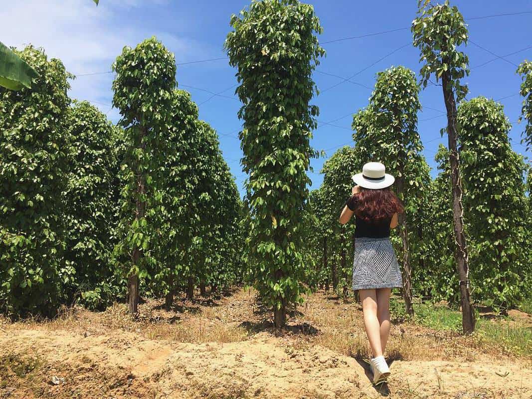 Ghé thăm để tìm hiểu các trồng tiêu và mua quà lưu niệm