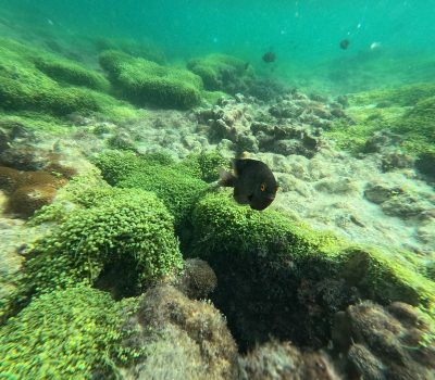 tour 3 đảo phú quốc