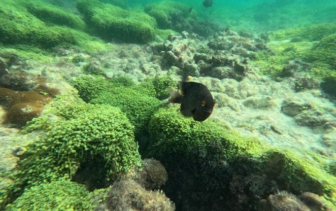 tour 3 đảo phú quốc