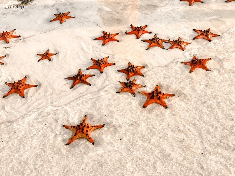 sao biển rạch vẹm phú quốc