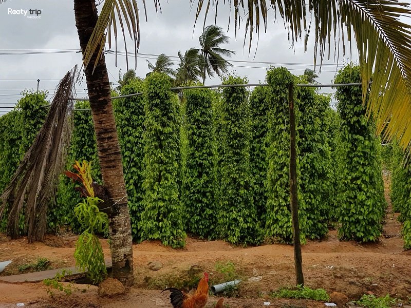 Phu Quoc pepper garden