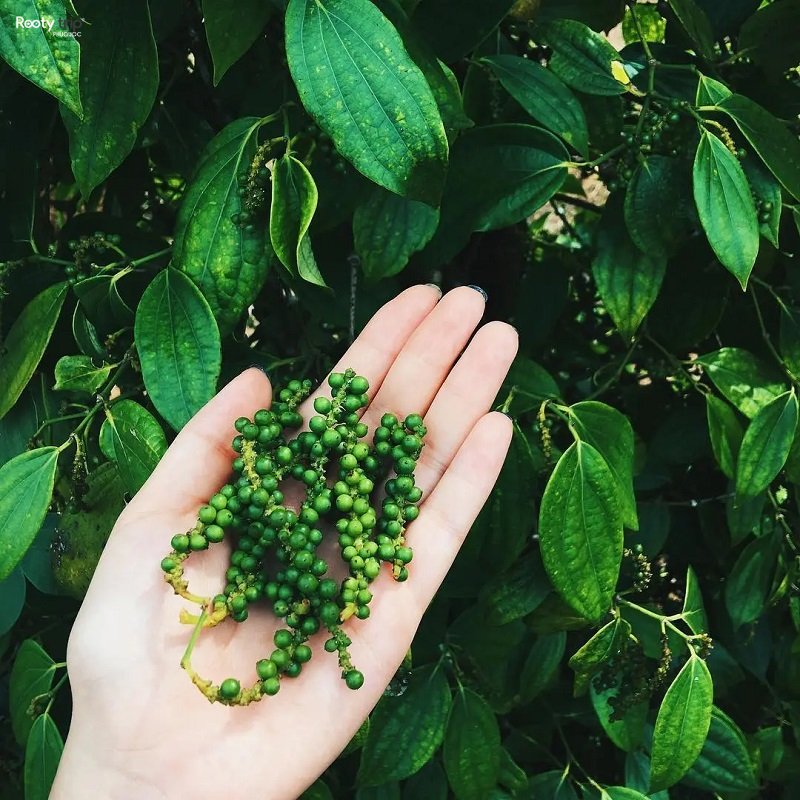 Phu Quoc pepper garden