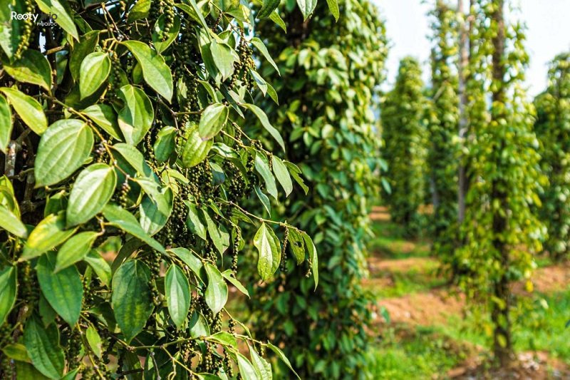 Phu Quoc pepper garden