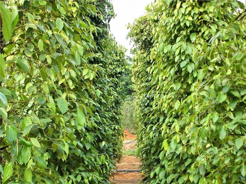 Phu Quoc pepper garden