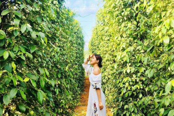 Phu Quoc Pepper Gardens: Discover the Local Culture Here