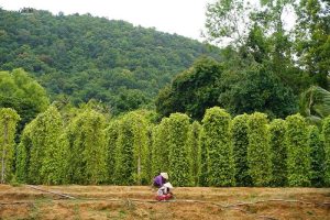 phu quoc pepper farm