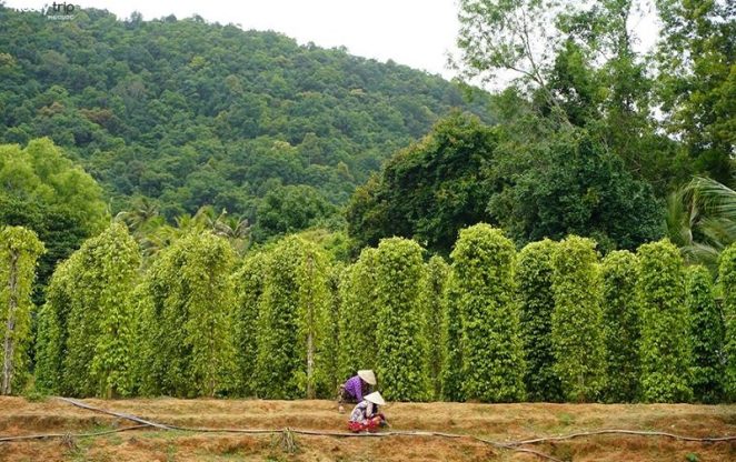 phu quoc pepper farm