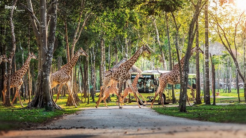 safari phu quoc bai dai