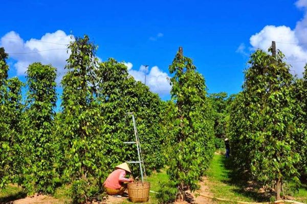 Vườn tiêu Phú Quốc – Suối Đá