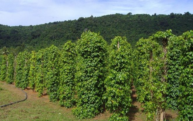 vườn tiêu phú quốc