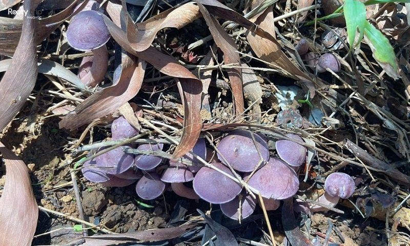 phu quoc melaleuca mushroom