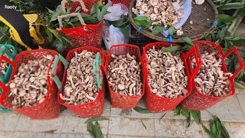 phu quoc melaleuca mushroom