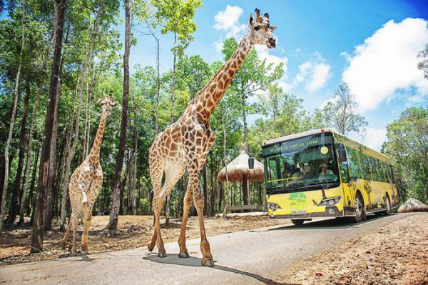 Vài nét giới thiệu về vinpear safari phú quốc Vài nét giới thiệu về vinpear safari phú quốc