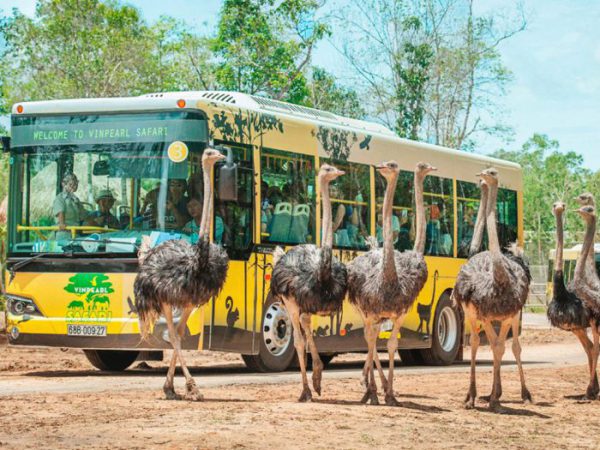 Vinpear safari Phú Quốc bàn đạp đẩy mạnh ngành du lịch Phú Quốc