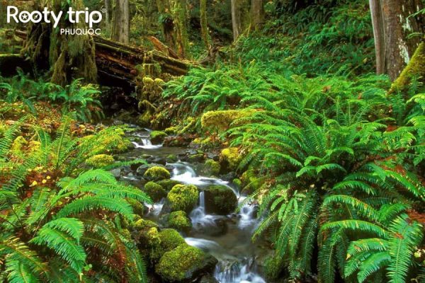 Trekking vườn quốc gia Phú Quốc