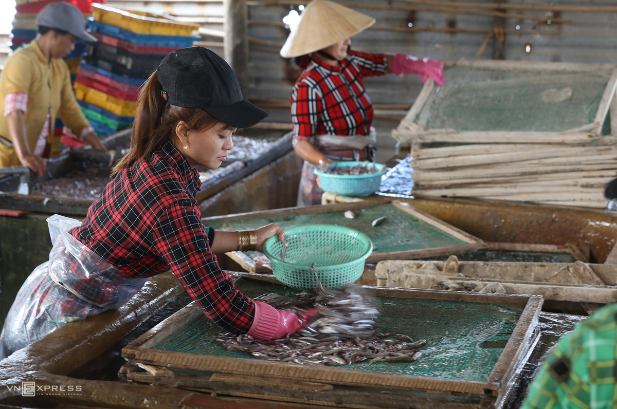 Những công nhân đang xếp cá để luộc