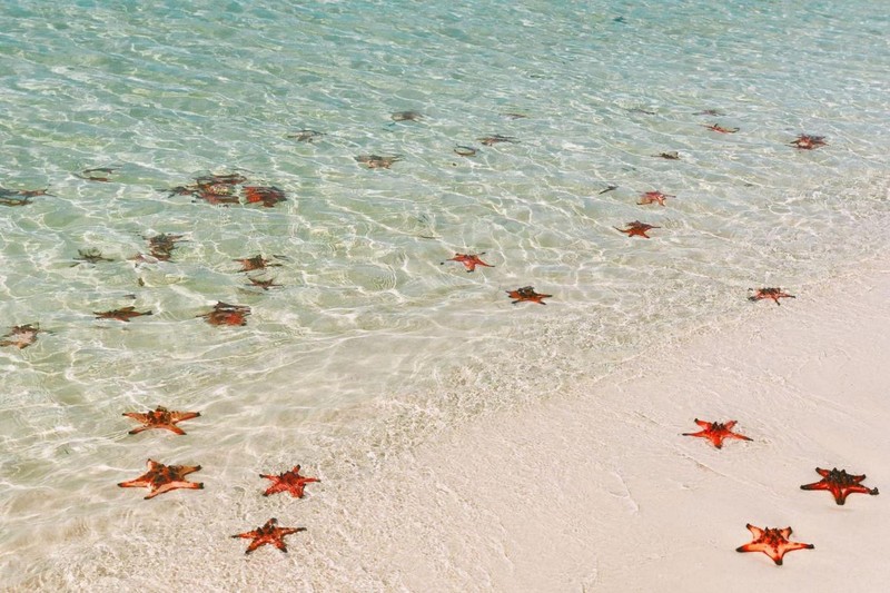 The season of red starfish returning to Rach Vem Beach (Photo: Booking)
