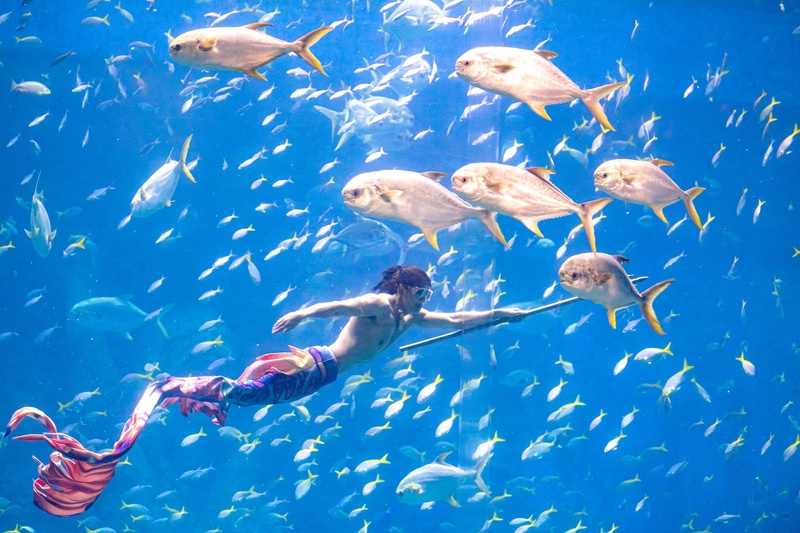 vinwonders mermaid show performance