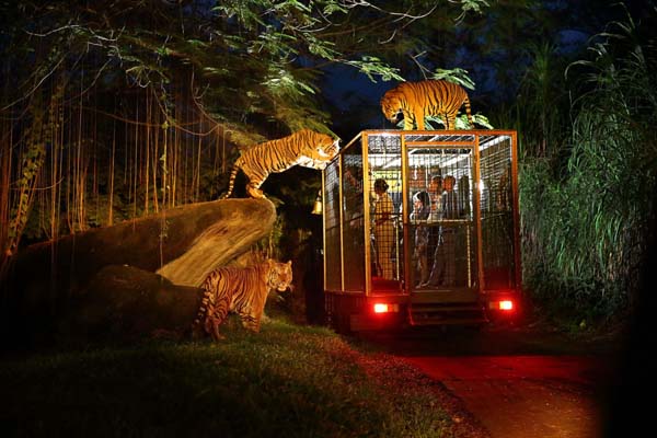 trải nghiệm tại night safari