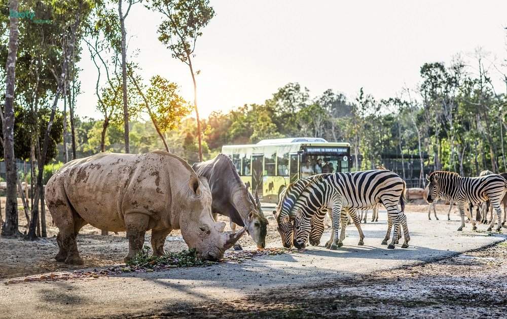 vé vinpearl safari phú quốc