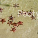 đường đi rạch vẹm