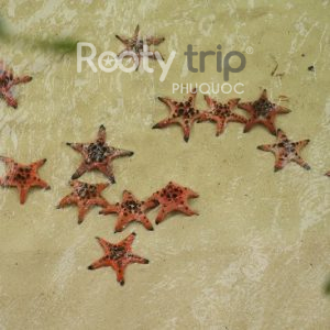 đường đi rạch vẹm