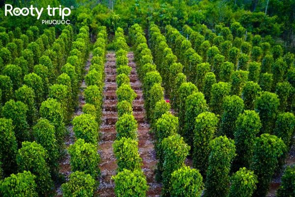Discover Phu Quoc Pepper Garden - where the world-renowned flavorful peppers are produced, included in the 3D2N Phu Quoc Tour package departing from Hanoi by Rootytrip Phu Quoc