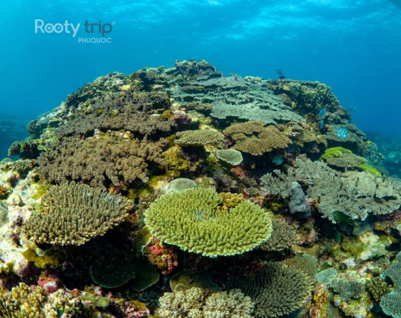 Top coral reefs Phu Quoc
