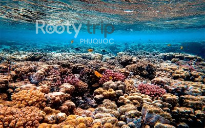 best coral snorkeling spots in phu quoc