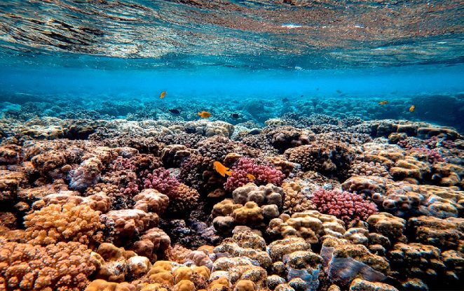 best coral snorkeling spots in phu quoc