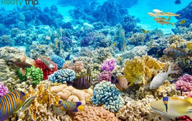 Kinh nghiệm lặn ngắm san hô ở Phú Quốc cùng Top 10 địa điểm cực hot