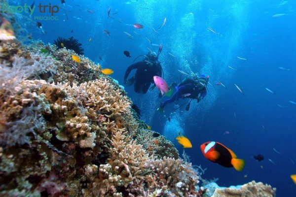 lặn ngắm san hô gành dầu phú quốc