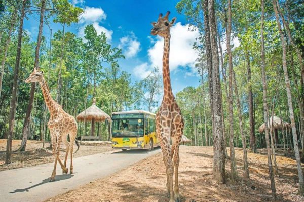 Meeting giant friends at Safari Phu Quoc is included in the 4-day 3-night all-inclusive Danang - Phu Quoc Tour by Rootytrip Phu Quoc