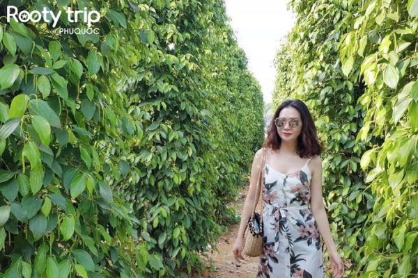 Discover the Pepper Garden in Phu Quoc, learn about the cultivation and harvesting process of peppers included in the 4-day 3-night all-inclusive Danang - Phu Quoc Tour by Rootytrip Phu Quoc