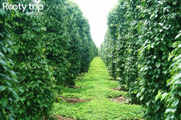 Image of the lush green Phu Quoc Pepper Garden captured during Rootytrip's 4-night 3-day all-inclusive Phu Quoc tour package departing from Hanoi