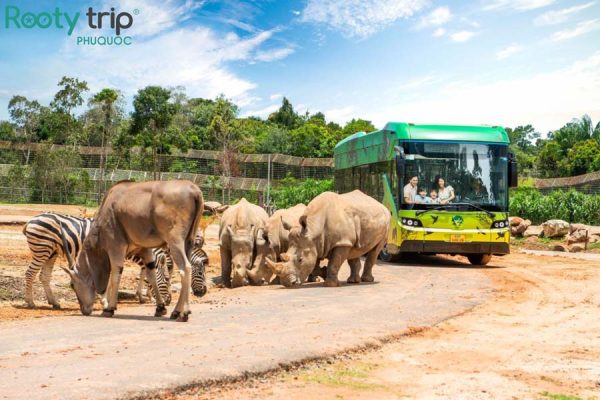Khám phá động vật hoang dã tại Safari Phú Quốc trong tour Phú Quốc 4N3Đ trọn gói khởi hành từ Hà Nội của Rootytrip Phú Quốc 