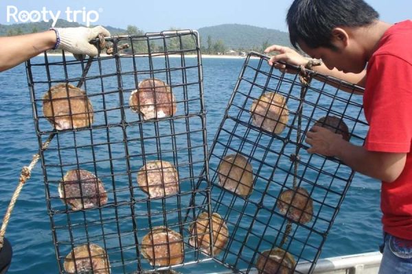 Khám phá Ngọc trai Phú Quốc - Viên ngọc quý của biển cả có trong Tour Phú Quốc 4N3Đ trọn gói khởi hành từ Tp. Hồ Chí Minh của Rootytrip Phú Quốc 