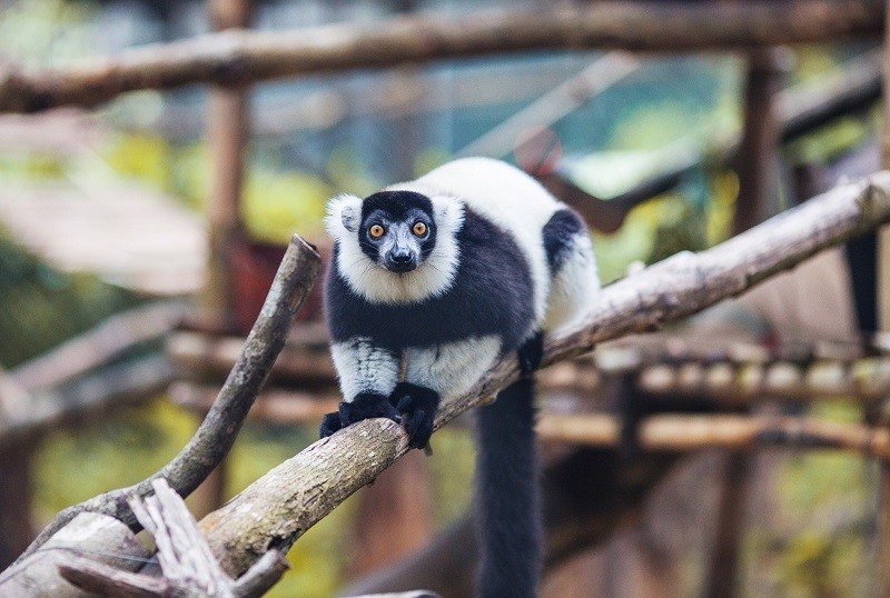 black and white reffed lemur
