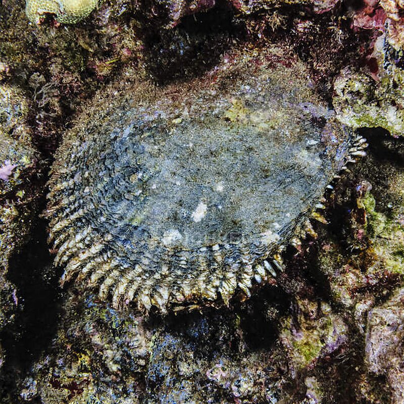 black lipped oyster at phu quoc