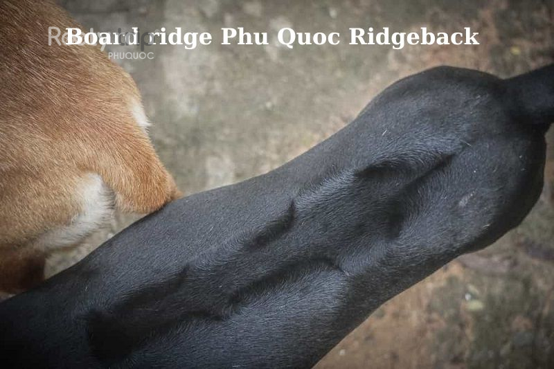 Phu Quoc Ridgeback for sale