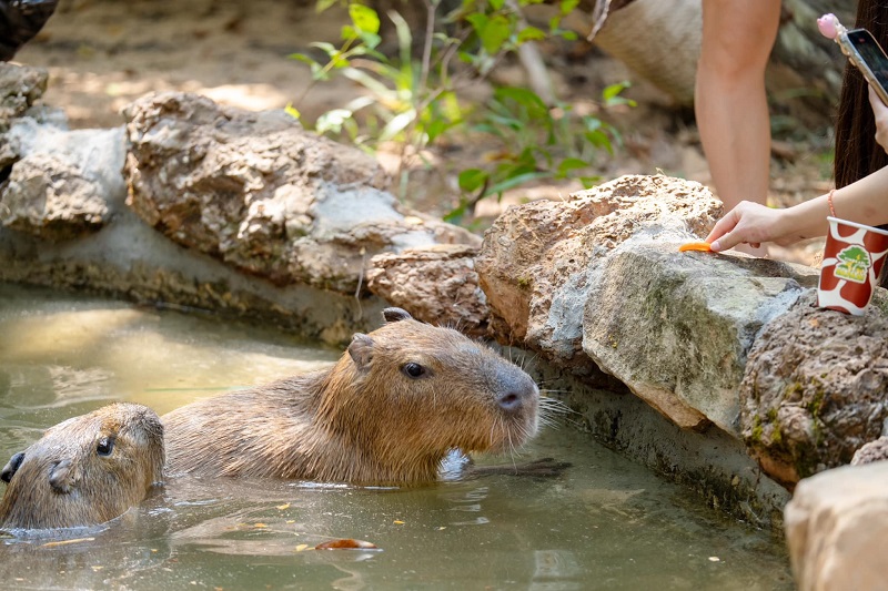 capybara safari