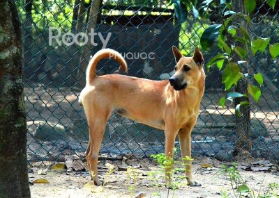 chó xoáy phú quốc