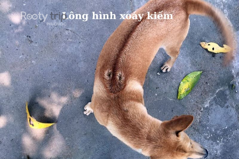 giống chó Phú Quốc