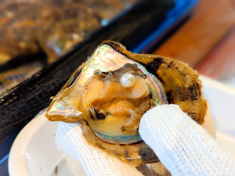 harvesting pearls from oysters