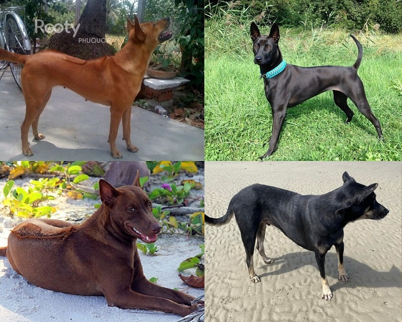 chó Phú Quốc thuần chủng