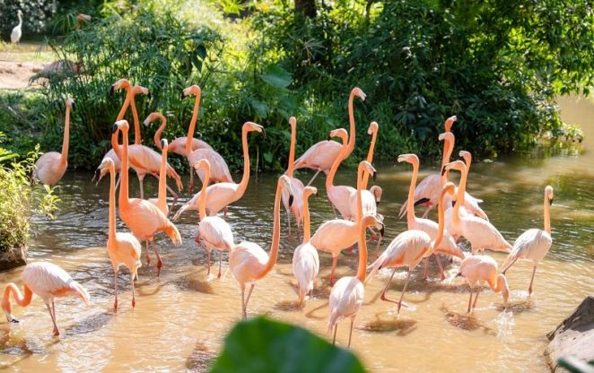 vinpearl safari phu quoc