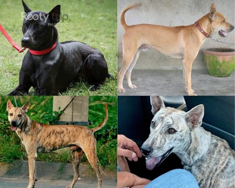 Dogs Ridgeback Varieties Phu Quoc Ridgeback: Vietnam's Rare Ridged Hunting Dog