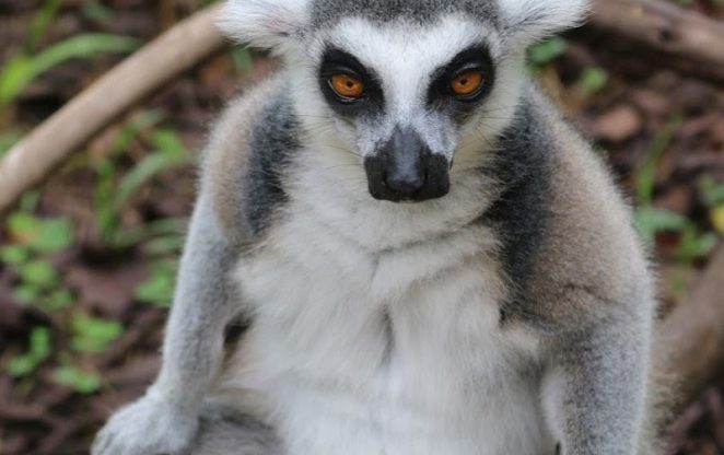 Vinpearl safari phú quốc