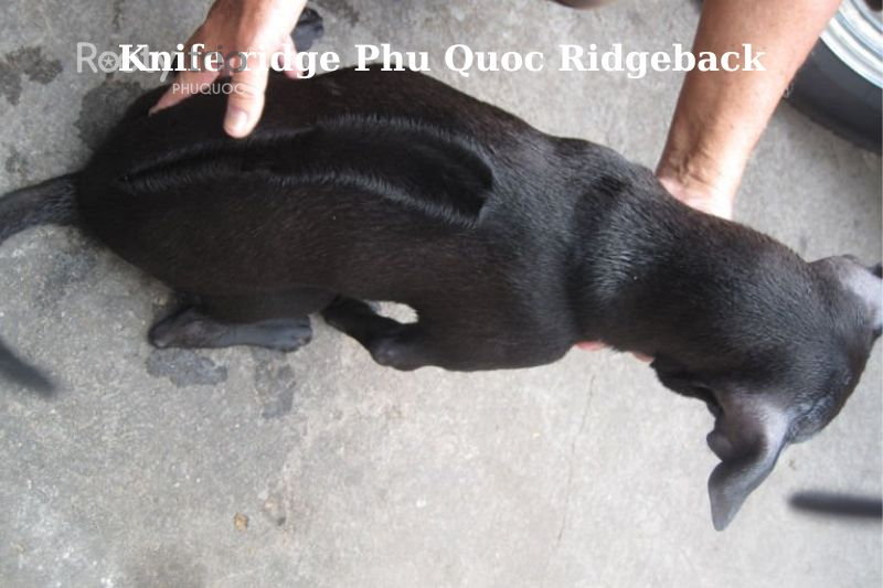 Phu Quoc Ridgeback